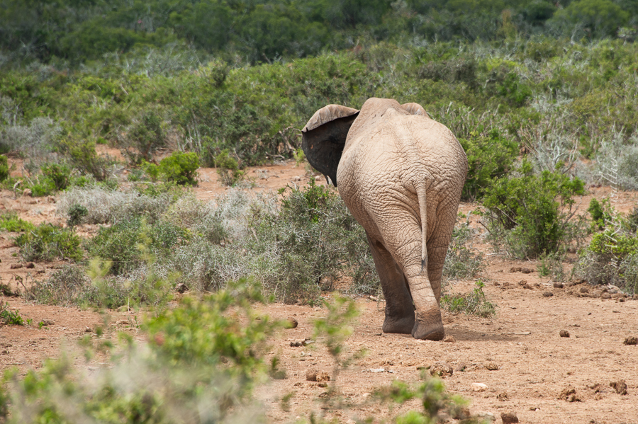 South Africa, Addo Elephant Park