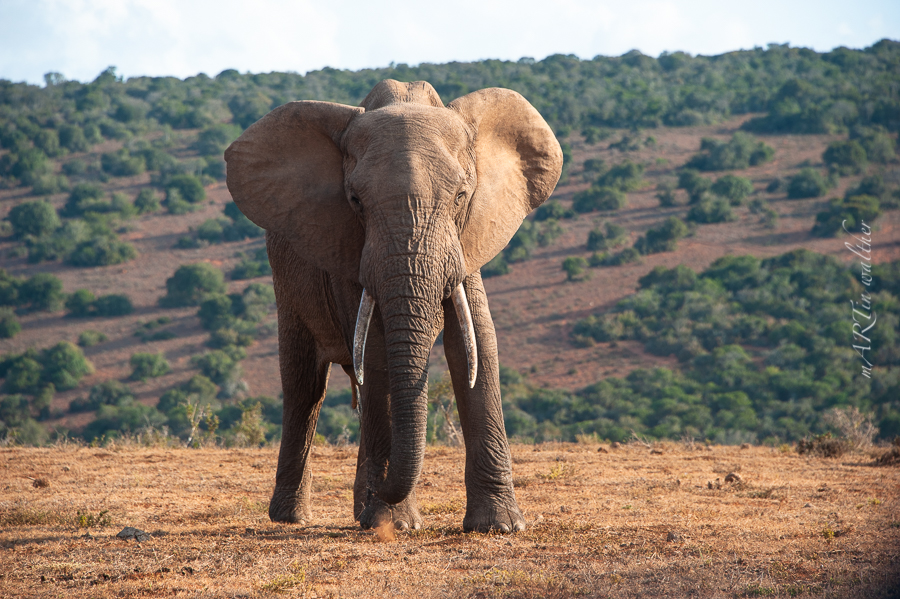 South Africa, Addo Elephant Park