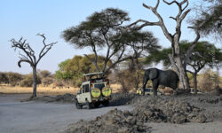 Elefant, Tarangire, Tanzania, Tansania, Martin Walther Foto & IT